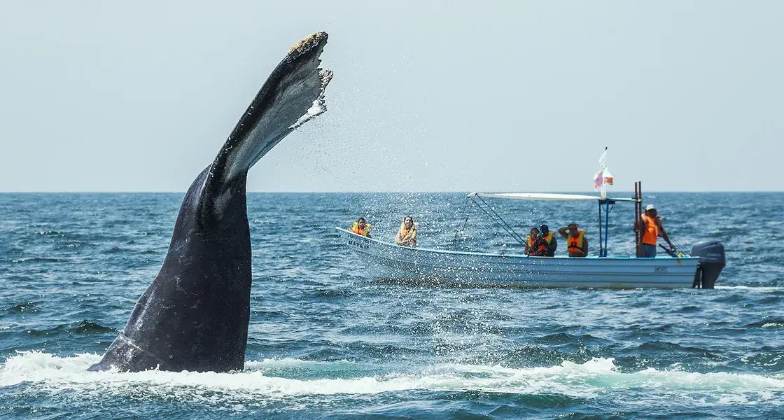 AVISTAMIENTO DE BALLENAS